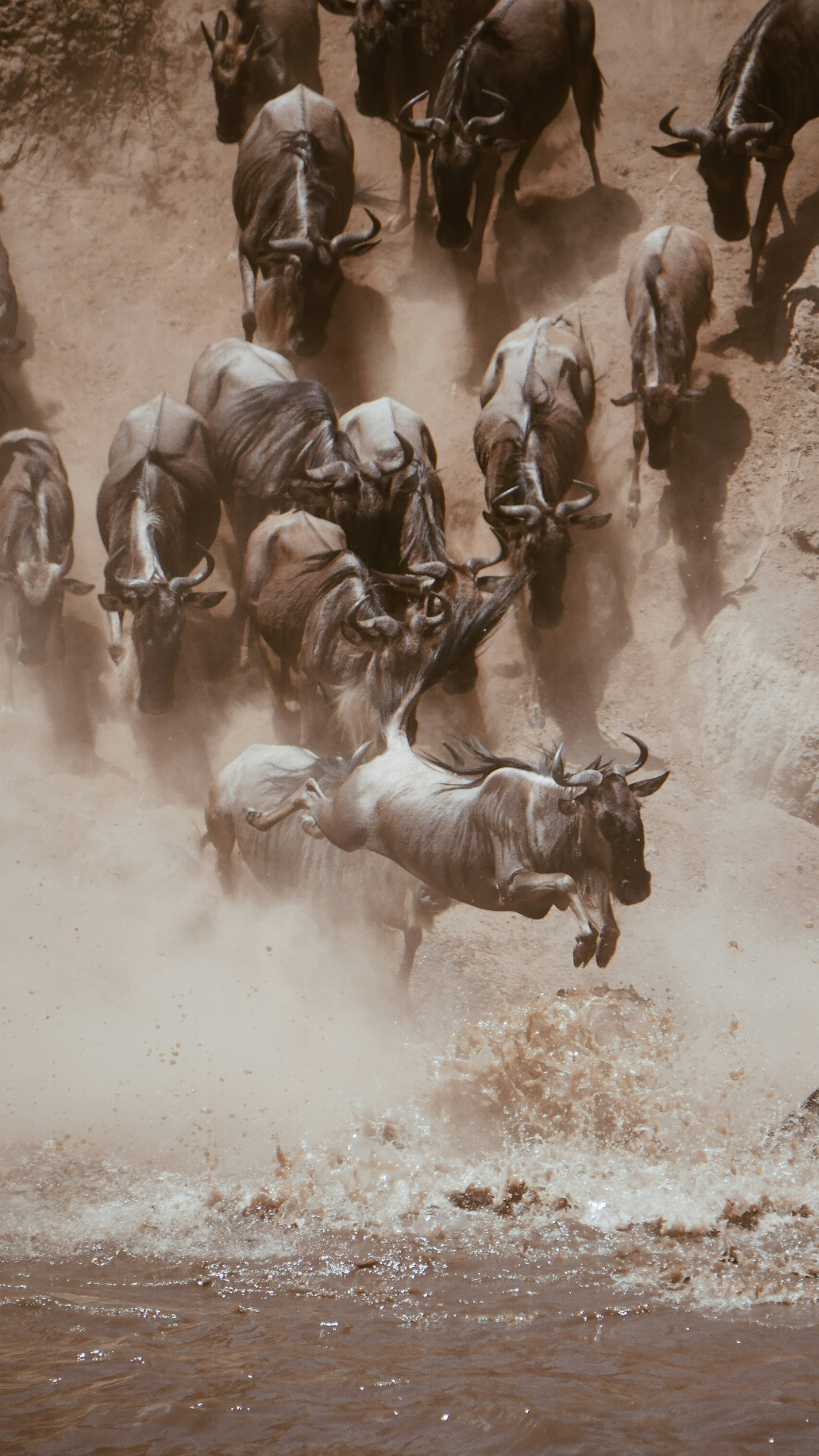 Herd of wildebeest plunging into the Mara River crossing