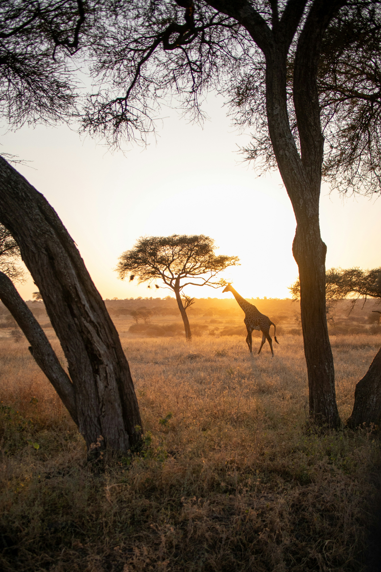 Giraffe at sunset among the acacias of the Serengeti