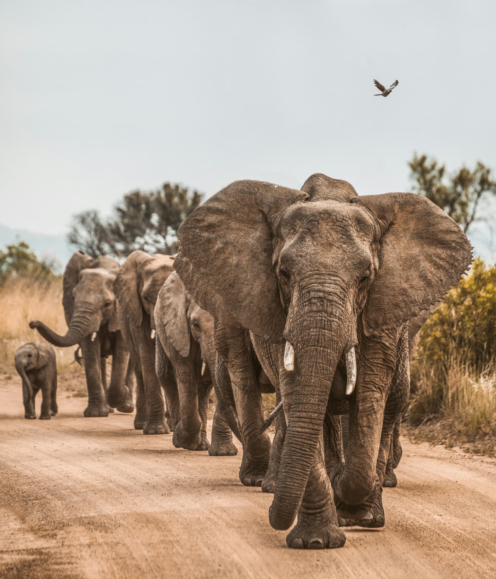 Herd of elephants walking along a savannah track during a safari